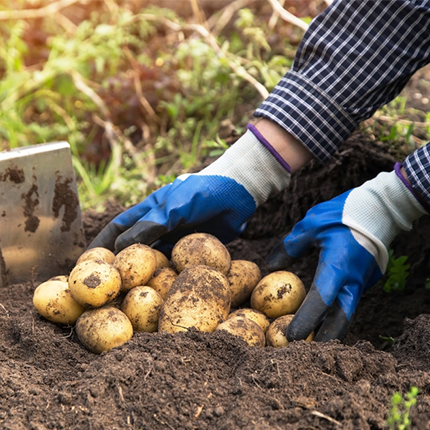 Shop Agricultural Gloves-501